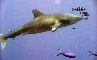 Британский пенсионер сфотографировал египетскую акулу-убийцу во время погружения в Красном море