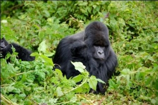 С 1 июня в Руанде повышается плата за наблюдение за гориллами