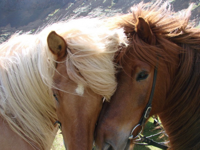 <a href=/ireland/>Ирландия</a>: Ярмарка лошадей в Баллинасло пройдет с 1 по 9 октября
