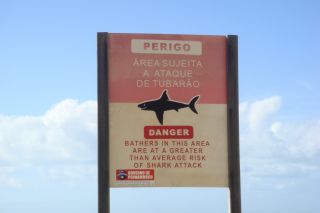 Нападение акул в Египте исключительное явление