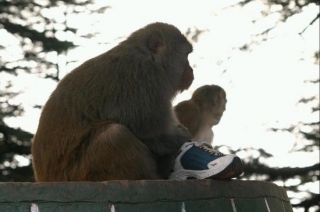 Голодные и агрессивные обезьяны оккупировали курорт Шимла в Индии