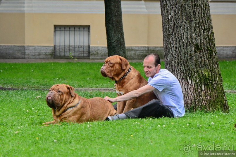 Альбом отзыва "Выборг в «лесах», а Питер в мостах"