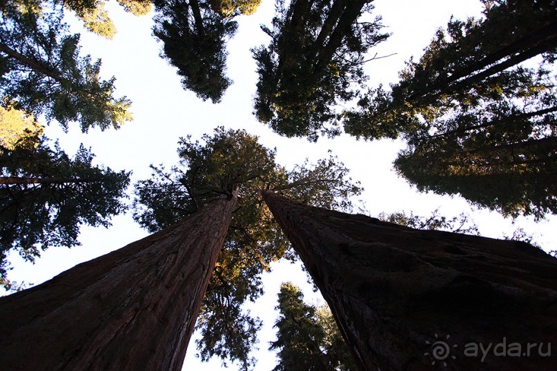 Альбом отзыва "Day 9. Yosemite National Park"