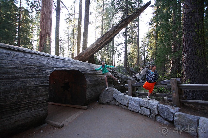 Альбом отзыва "Day 9. Yosemite National Park"