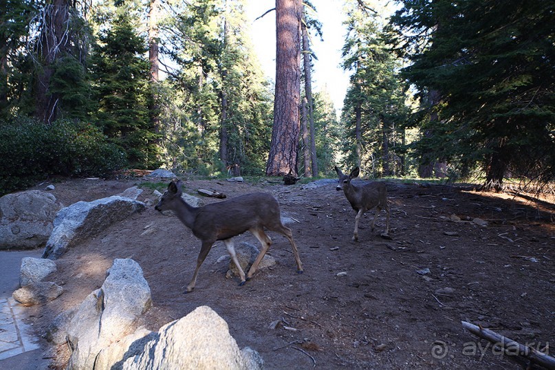 Альбом отзыва "Day 9. Yosemite National Park"