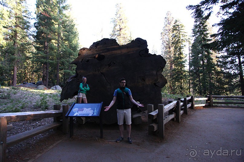 Альбом отзыва "Day 9. Yosemite National Park"