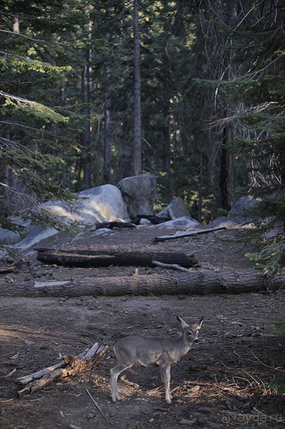 Альбом отзыва "Day 9. Yosemite National Park"