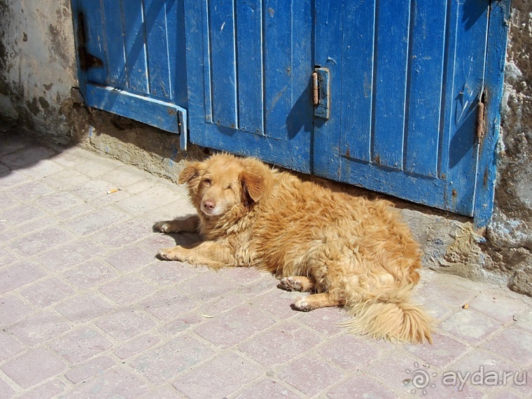 Альбом отзыва "Возвращение на Восток: Марокко без мороки, или страна, которая не напрягает. Часть 8"