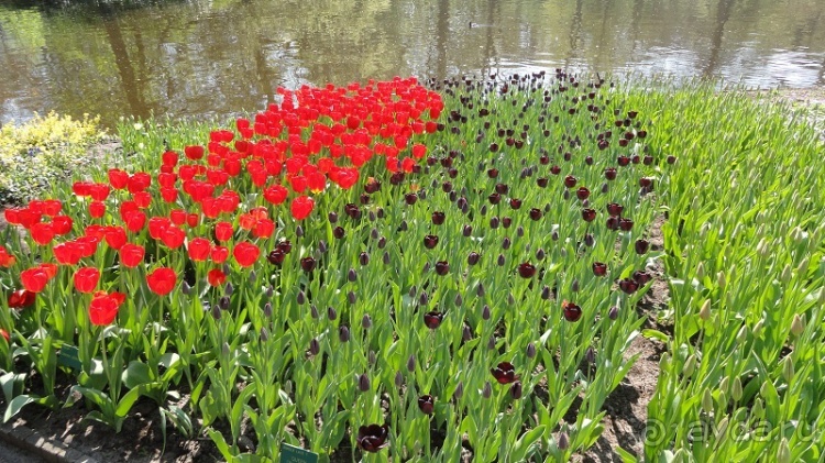 Альбом отзыва "Парк цветов Keukenhof"