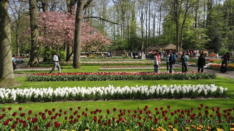 Альбом отзыва "Парк цветов Keukenhof"