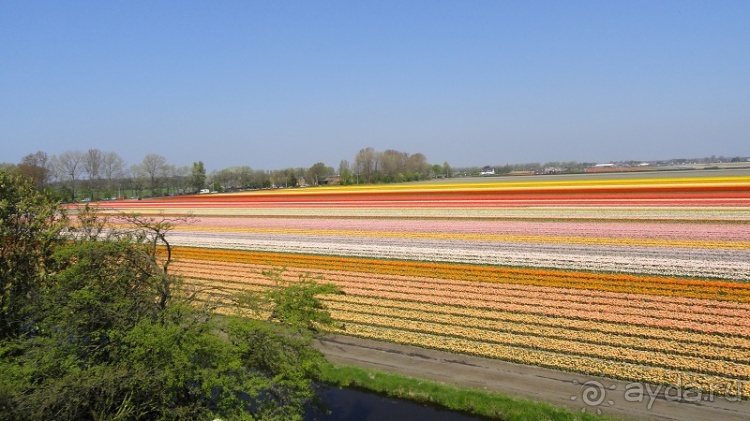 Альбом отзыва "Парк цветов Keukenhof"