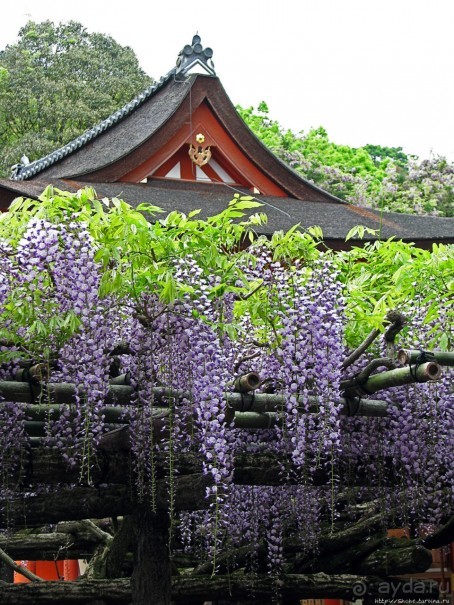 Альбом отзыва "Древние храмы Нары. Kasuga-Taisha (объект ЮНЕСКО 870-003)"