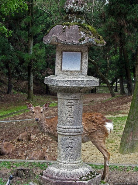 Альбом отзыва "Храмы древней Нары. Todai-ji (объект ЮНЕСКО 870-001)"