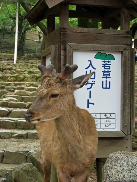 Альбом отзыва "Храмы древней Нары. Todai-ji (объект ЮНЕСКО 870-001)"