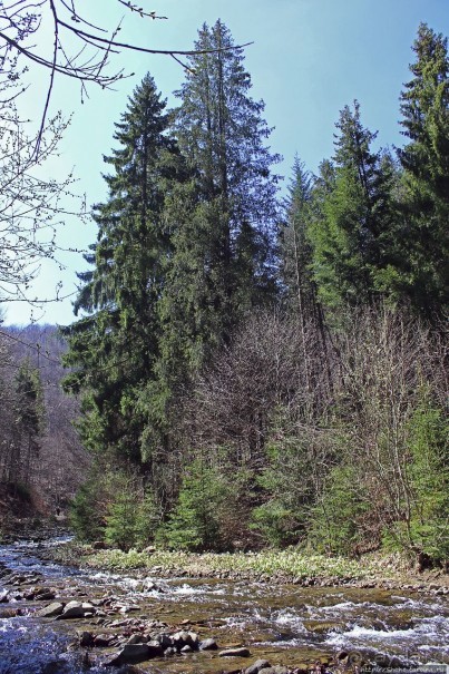 Альбом отзыва "Водопад "Шипіт" — возможно, самый красивый водопад Украины"