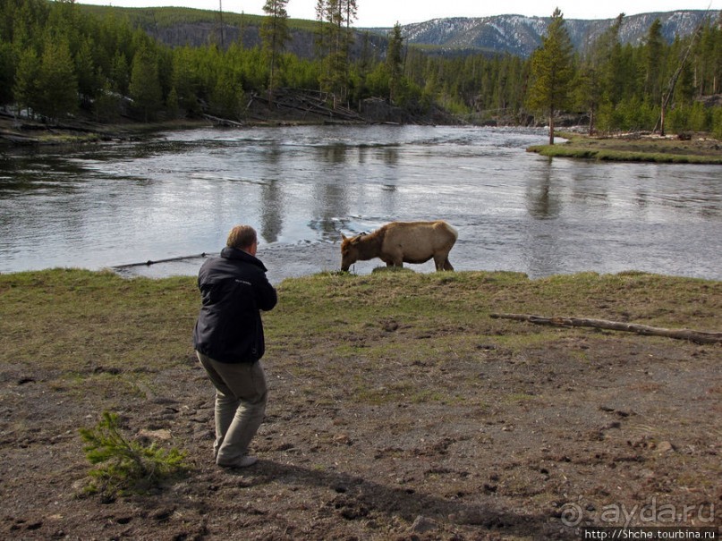 Альбом отзыва ""Братья наши..." Американские страницы "Animal Planet""