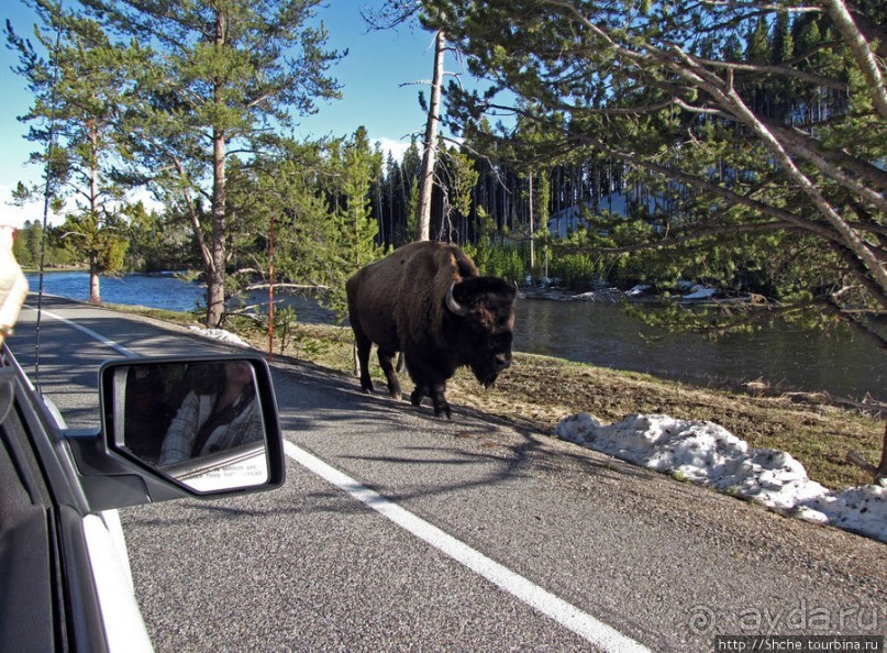 Альбом отзыва ""Братья наши..." Американские страницы "Animal Planet""