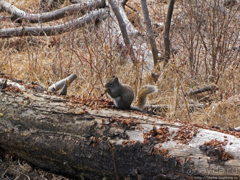 Альбом отзыва ""Братья наши..." Американские страницы "Animal Planet""