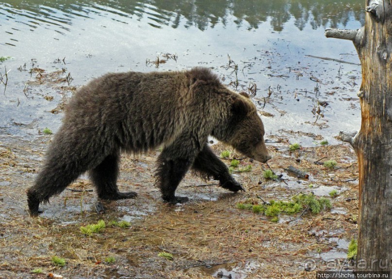 Альбом отзыва ""Братья наши..." Американские страницы "Animal Planet""