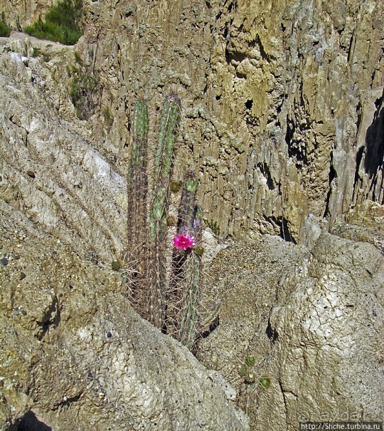 Альбом отзыва "Лунная Долина (Valle de la Luna) в Боливии"