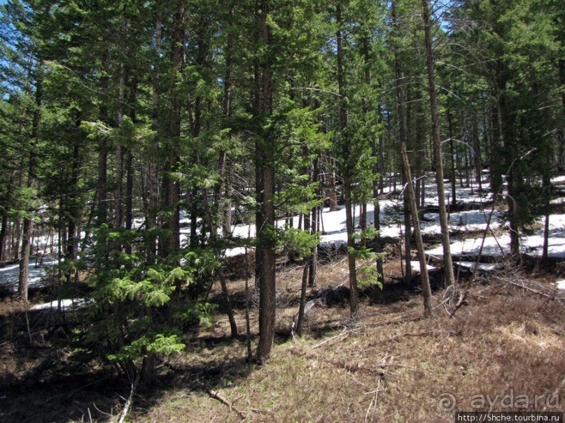 Альбом отзыва "Проезжаем через Targhee National Forest по US 20"