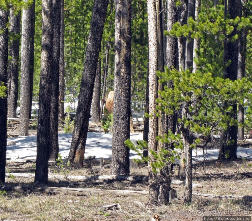 Альбом отзыва "Проезжаем через Targhee National Forest по US 20"