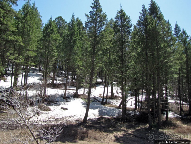 Альбом отзыва "Проезжаем через Targhee National Forest по US 20"