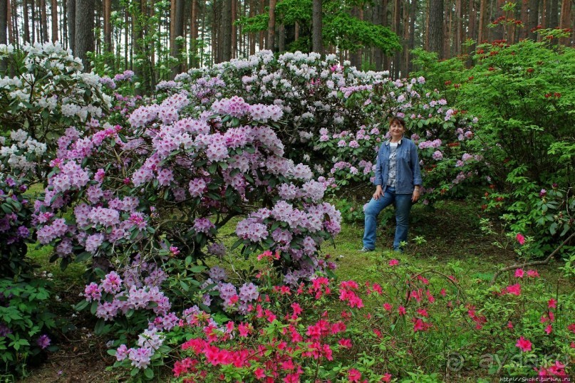 Альбом отзыва "Рододендронщина. Ярких летних красок нам в первый день зимы"