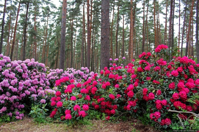 Альбом отзыва "Рододендронщина. Ярких летних красок нам в первый день зимы"