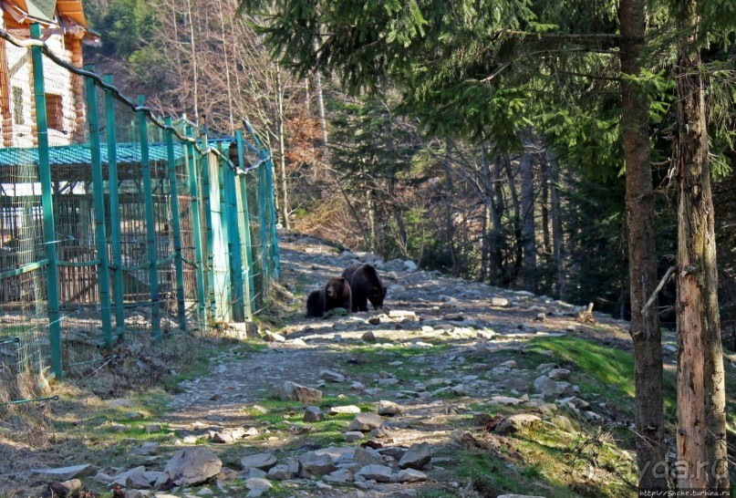 Альбом отзыва "Пашка, Пашка — мишки, мишки"