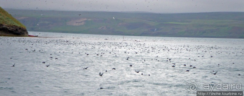 Альбом отзыва "Тупики - паффины (puffin) в бухте Хусавик. Птичек...жалко"