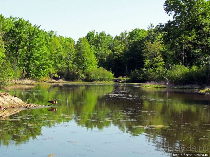 Альбом отзыва "Озеро в парке North Chagrin Reservation под Кливлендом"