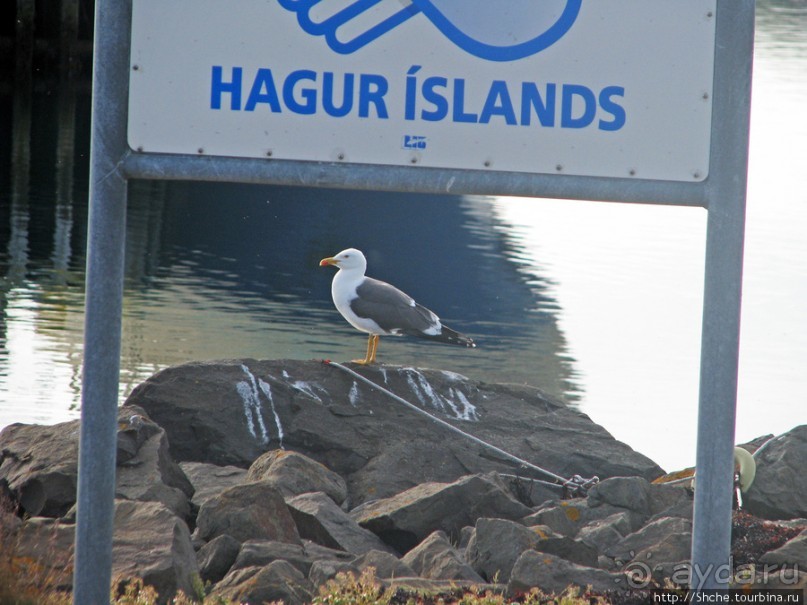 Альбом отзыва "Stykkisholmur — ворота к Западным Фьордам и островам Hagur"