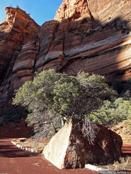 Альбом отзыва "Погружение в каньон Зион. Zion Canyon Scenic Drive"