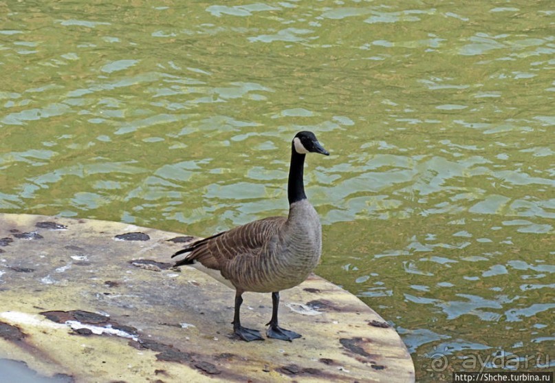 Альбом отзыва "Прогулка вдоль реки в джунглях...бетонных. Chicago Riverwalk"