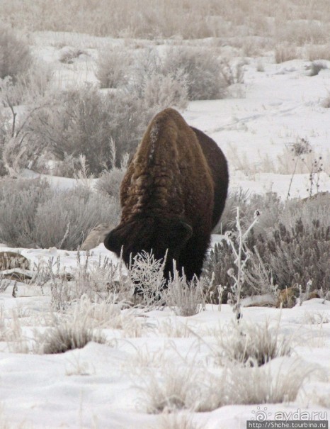 Альбом отзыва "Antelope Island - заповедник в Большом Соленом озере."