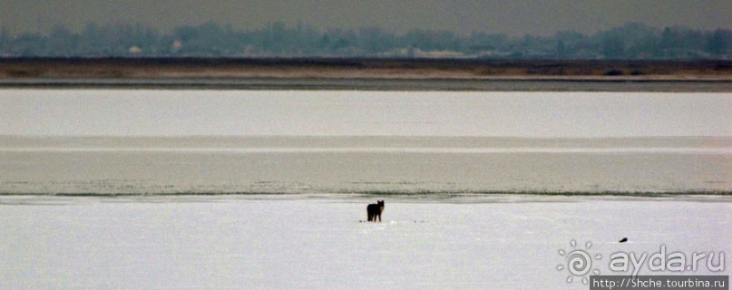 Альбом отзыва "Antelope Island - заповедник в Большом Соленом озере."