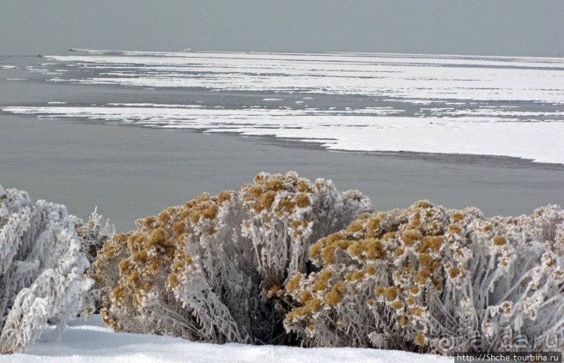 Альбом отзыва "Antelope Island - заповедник в Большом Соленом озере."