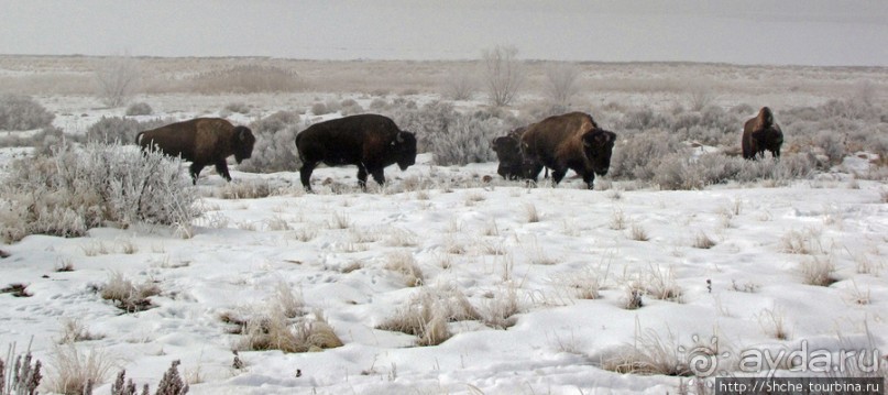 Альбом отзыва "Antelope Island - заповедник в Большом Соленом озере."