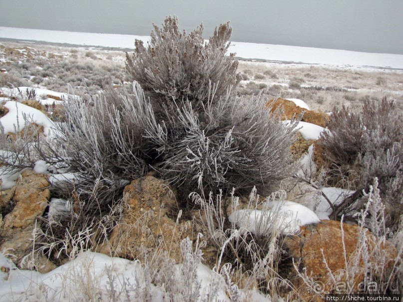 Альбом отзыва "Antelope Island - заповедник в Большом Соленом озере."