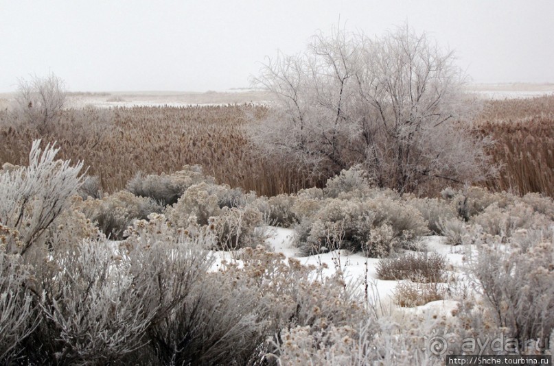 Альбом отзыва "Antelope Island - заповедник в Большом Соленом озере."