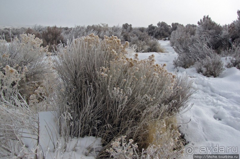 Альбом отзыва "Antelope Island - заповедник в Большом Соленом озере."