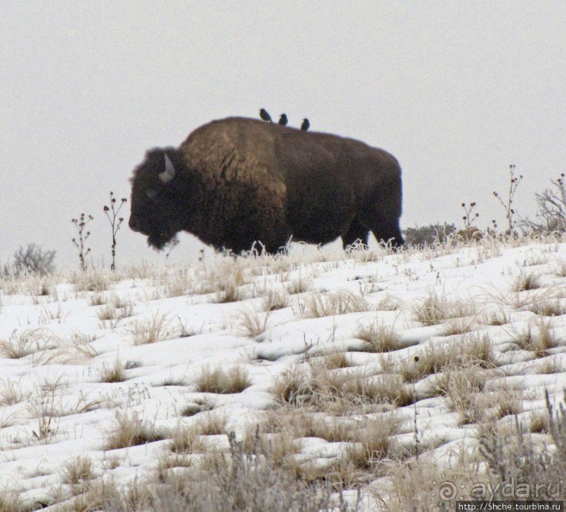 Альбом отзыва "Antelope Island - заповедник в Большом Соленом озере."