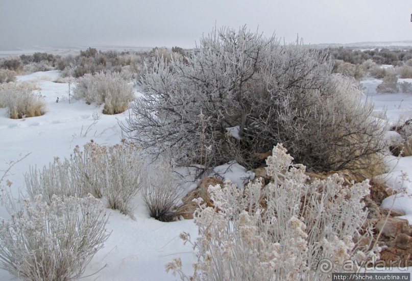 Альбом отзыва "Antelope Island - заповедник в Большом Соленом озере."