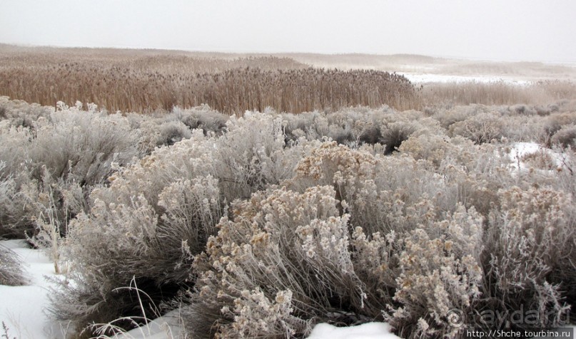 Альбом отзыва "Antelope Island - заповедник в Большом Соленом озере."