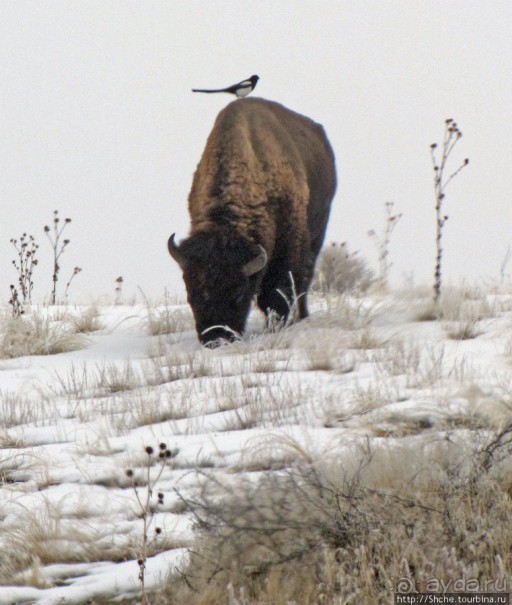 Альбом отзыва "Antelope Island - заповедник в Большом Соленом озере."