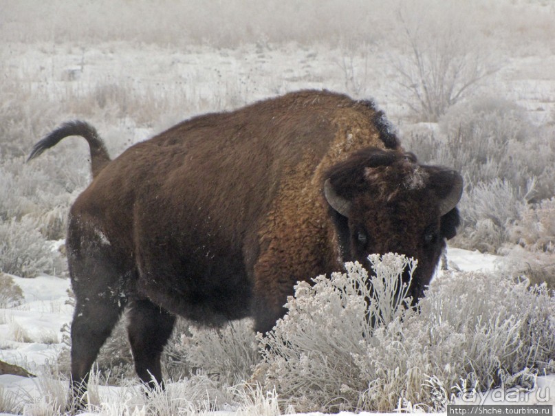 Альбом отзыва "Antelope Island - заповедник в Большом Соленом озере."