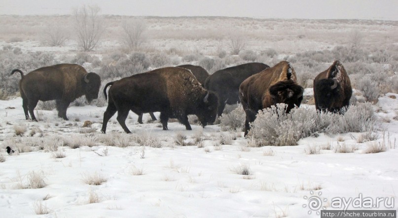 Альбом отзыва "Antelope Island - заповедник в Большом Соленом озере."