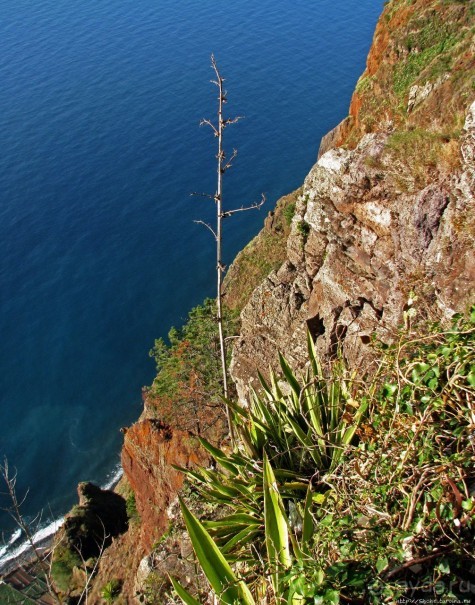 Альбом отзыва "Воспоминаинияо Мадейре. Cabo Girão — высочайший мыс Европы"