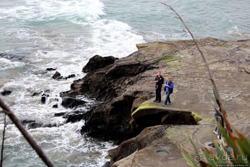 Альбом отзыва "Muriwai Beach — вероятно, лучший пляж на Северном острове"